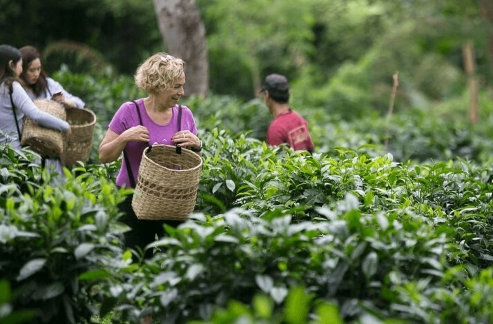 A person picking tea leaves at Araksa Tea Garden