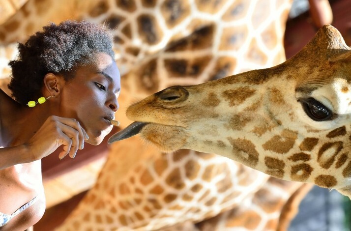 The image of the lady and a giraffe standing face-to-face at  the Giraffe Centre.