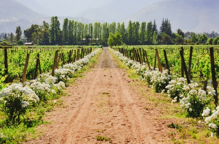 View of the Aquitania Vineyard