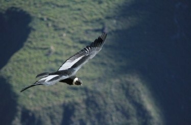Spot majestic Andean condors with an expert guide in Chile: In Maipú, Chile